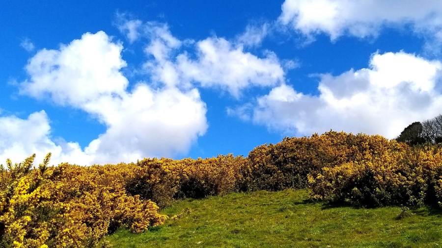 cornwall gorse